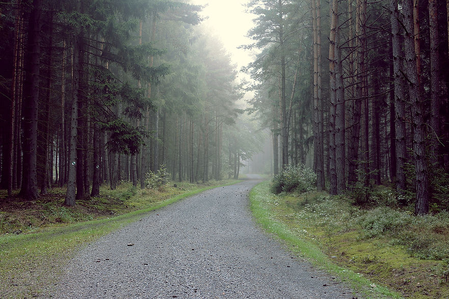 Trail running through forest