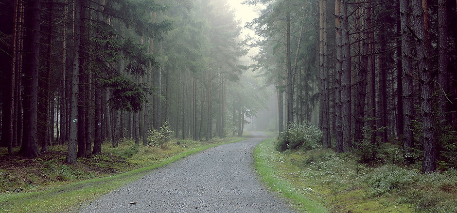 Gravel Road into the Forest