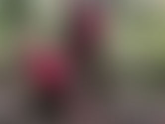 Nurturing Growth: Encouraging Your Children’s Mental and Physical Development Through Outdoor Adventures