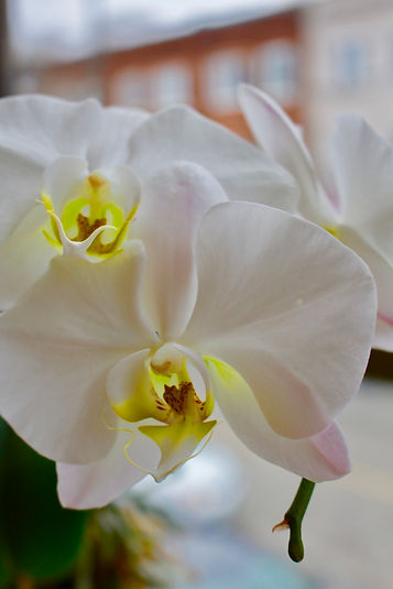 Orchid.jpg