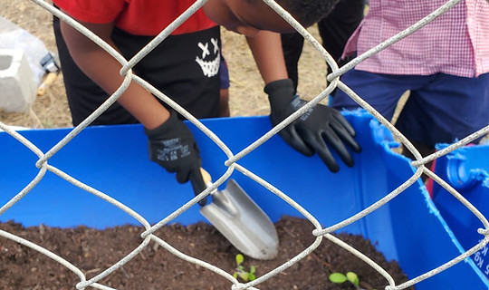 Students planting vegetables