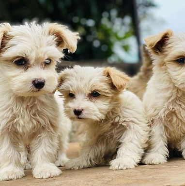 Gisenyi Prince Kennels