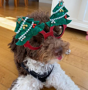 Nicki Cohen with x mas glasses on.jpg
