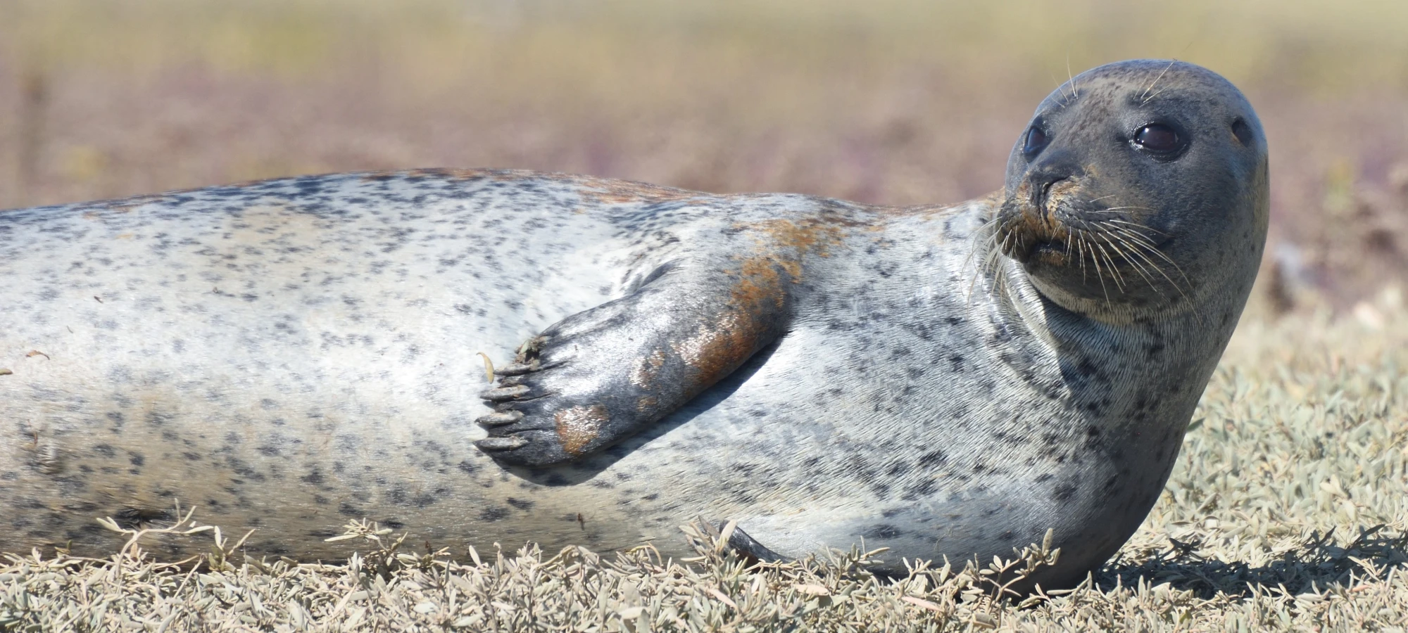 Seals enjoy a healthy life in the waters of Burnham-on-Crouch, Essex.
