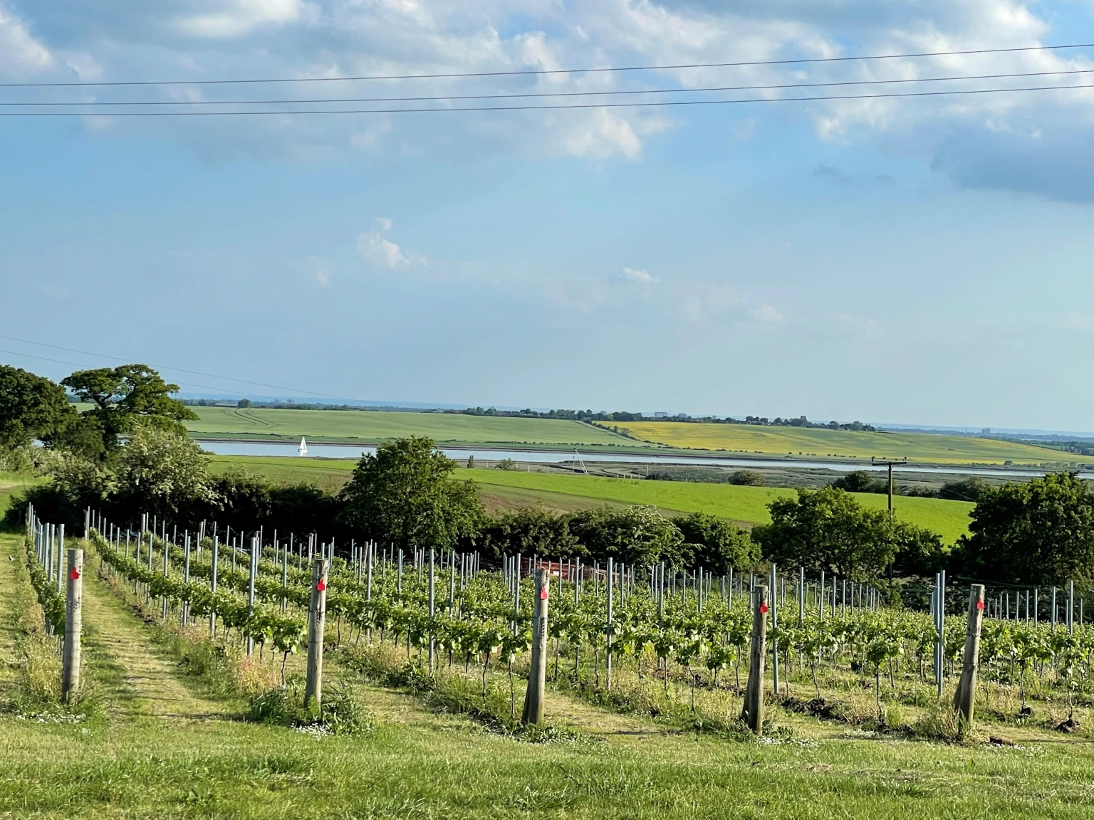 Another stunning vineyard grows overlooking the River Crouch, Essex.