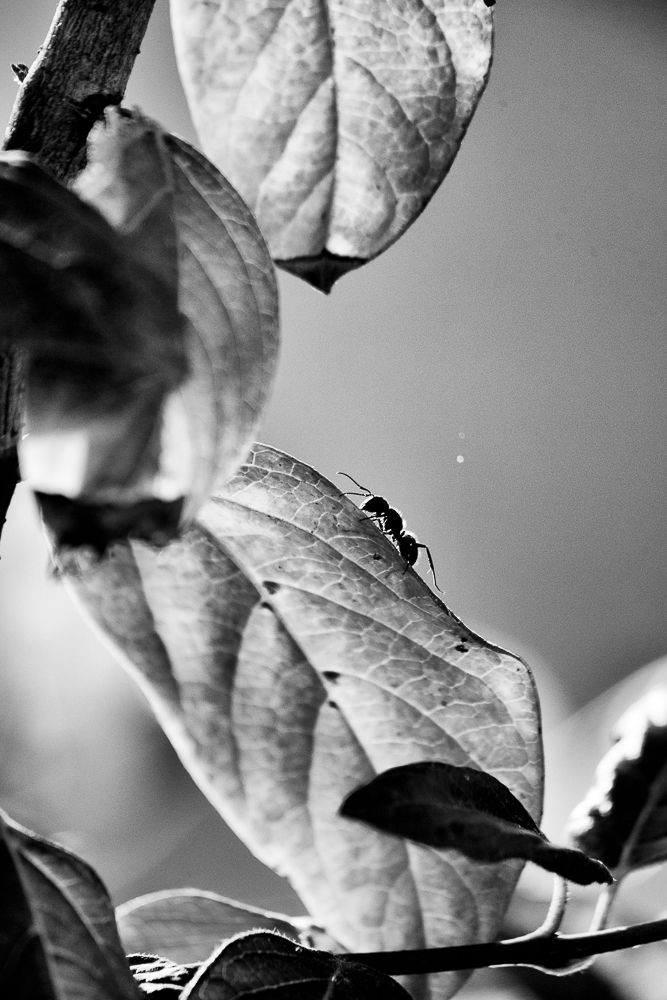 Miniature : D'ELLES À PAPILLON  d'OLIVIER FARDEL