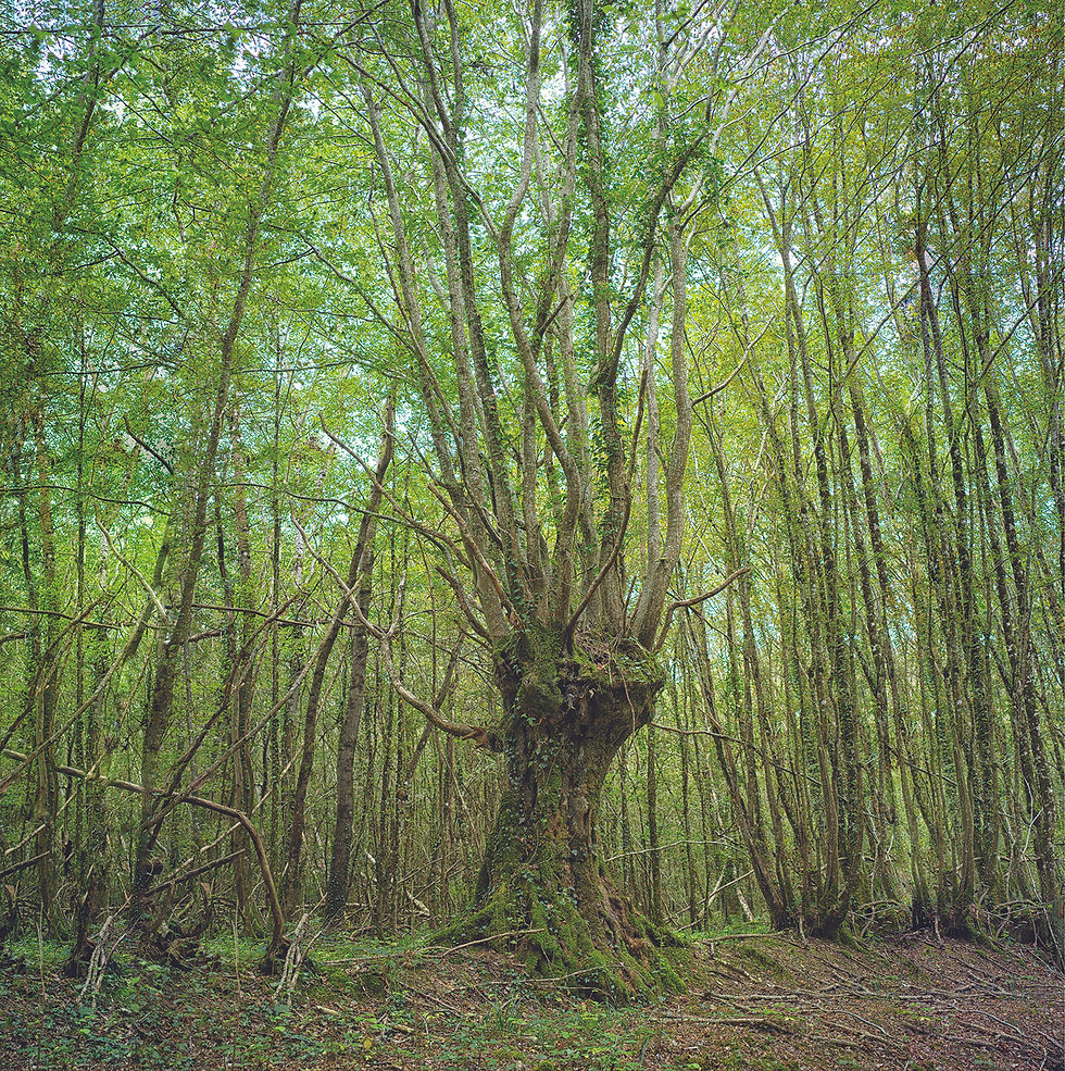 Miniature : TROGNES de WANDA SKONIECZNY