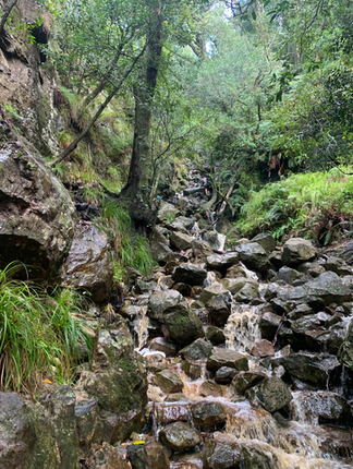 Waterfall coming down on the Skeleton Gorge Hiking trail, Kirstenbosch botanical garden.