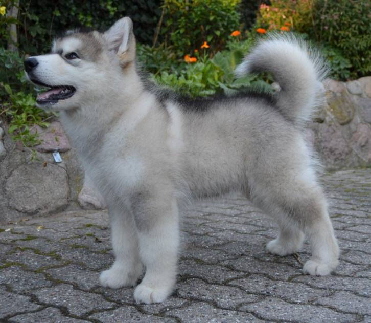 Eddie_12 weeks