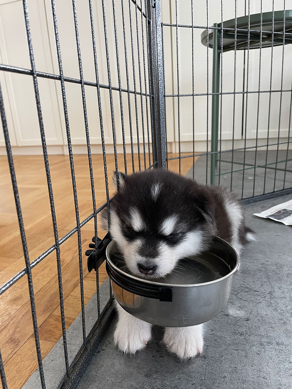 w4_waterbowl