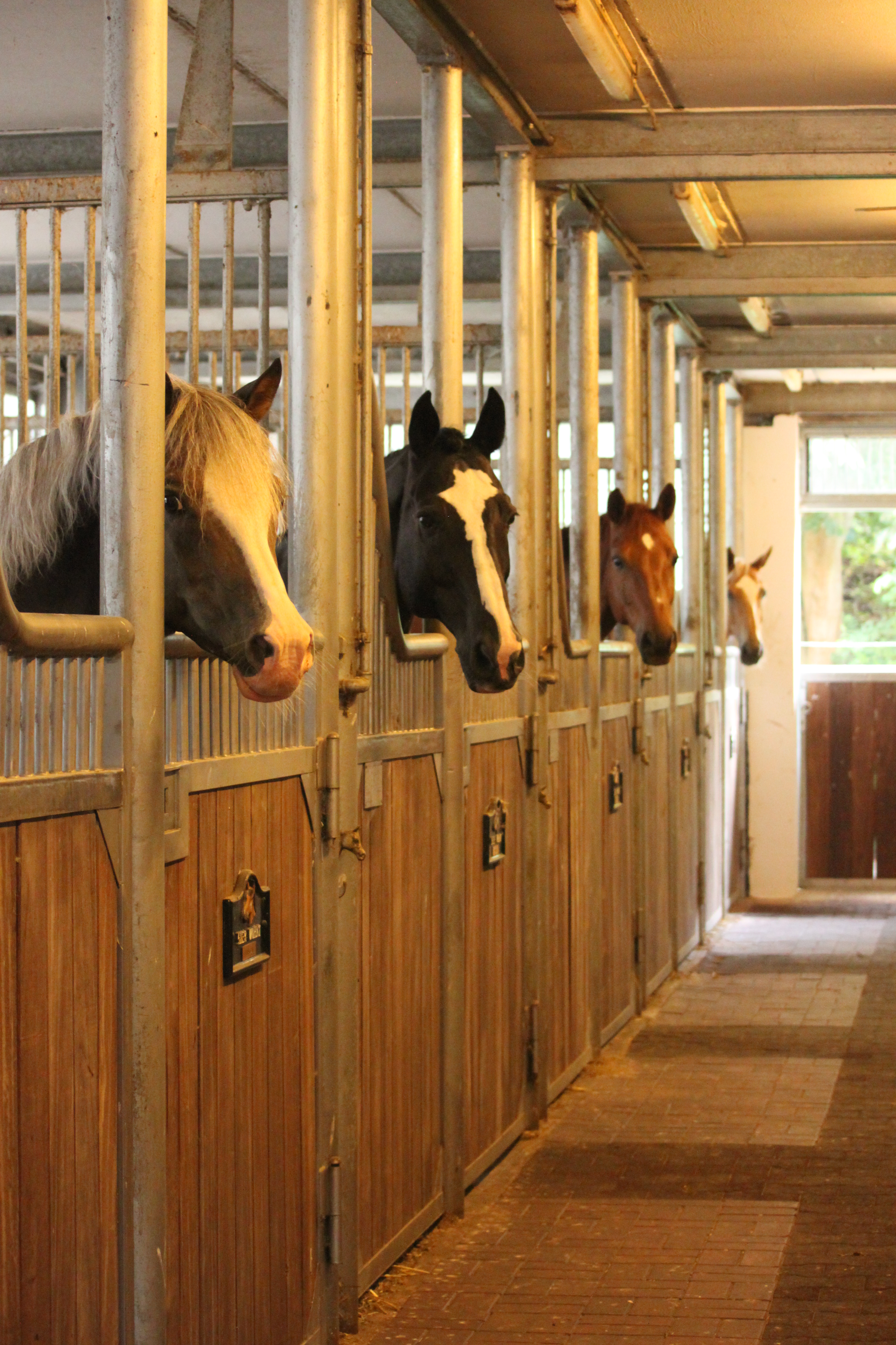 Reitanlage