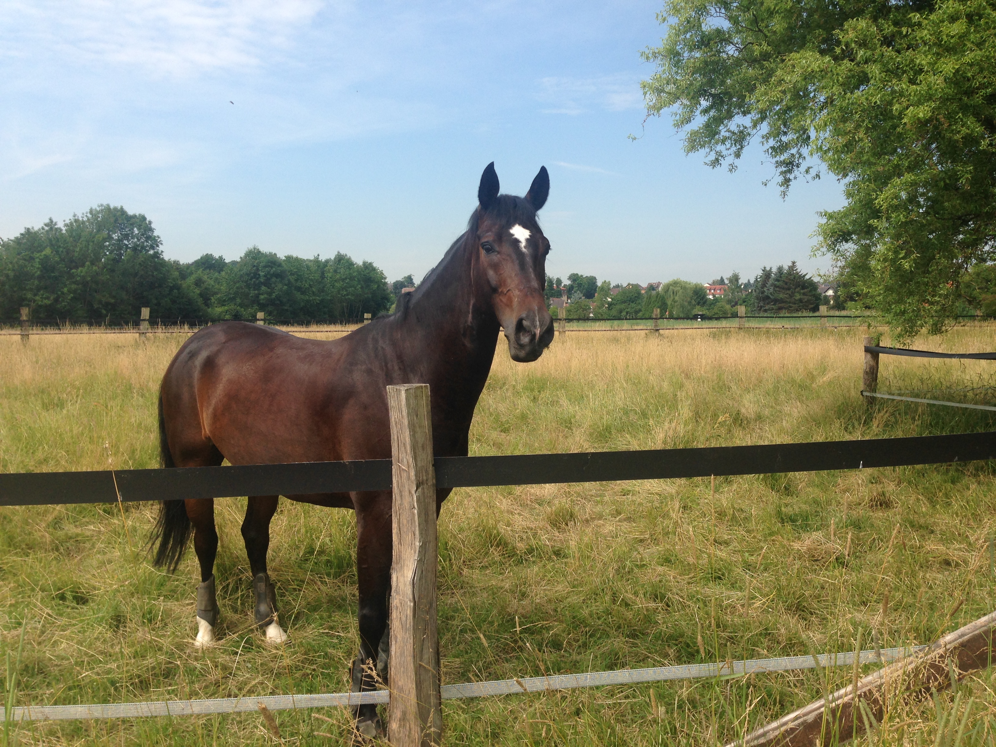 Reitanlage