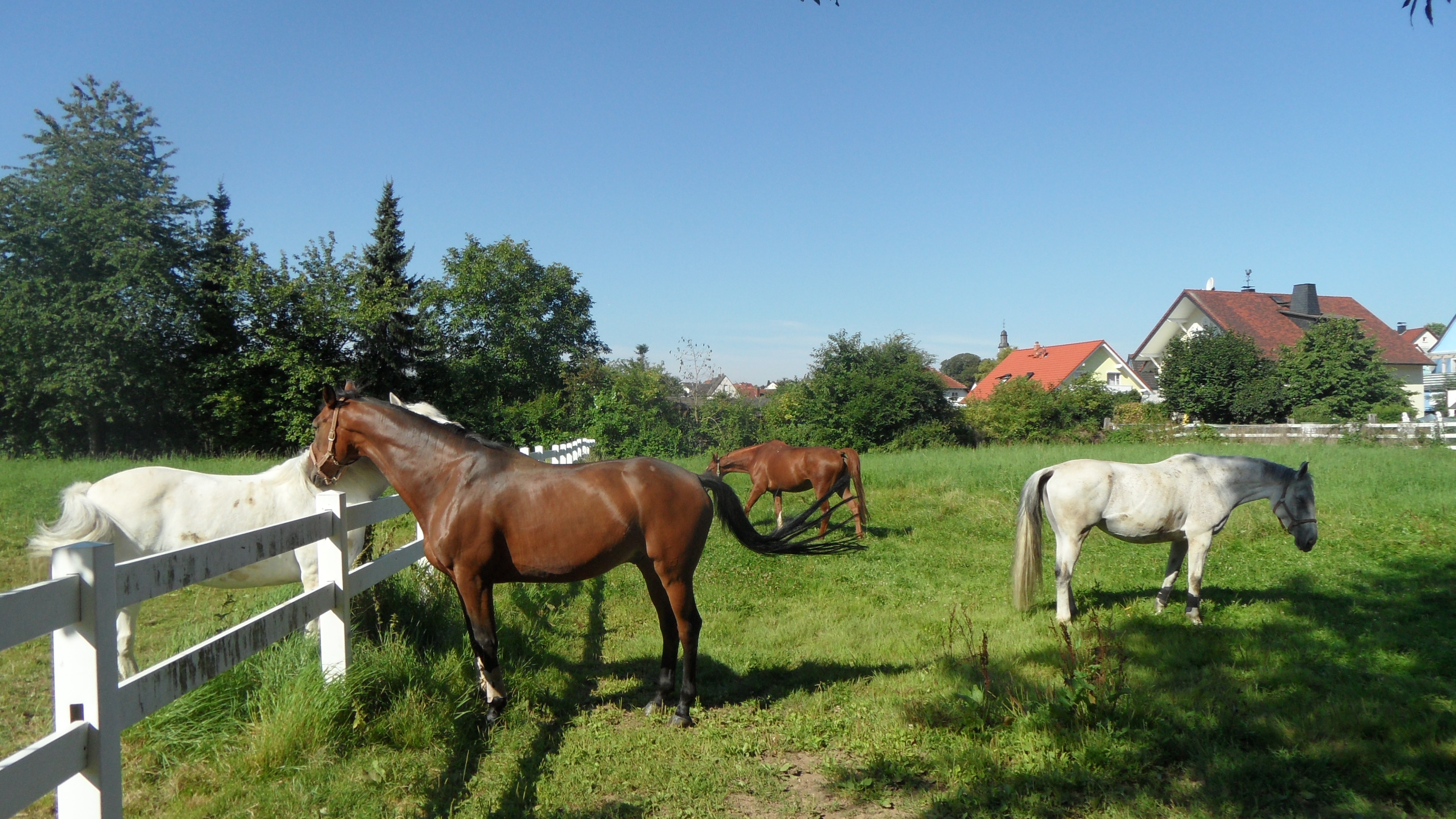 Reitanlage