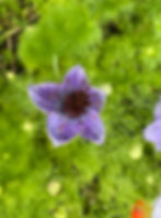 Miniature : Graines : La Nigelle de Montreuil