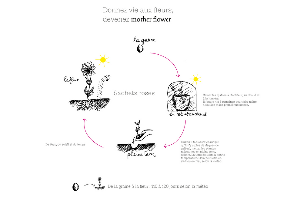 Miniature : Graines : l'indispensable muflier