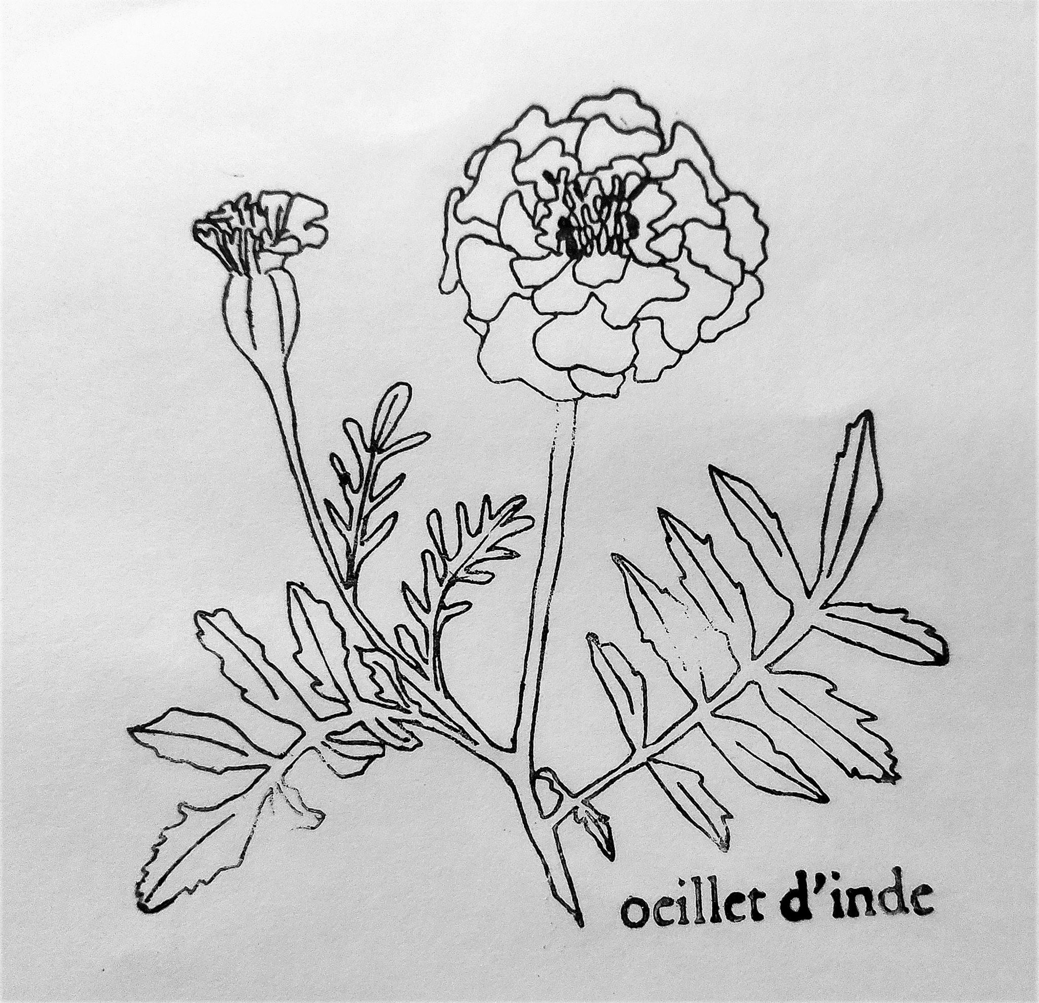 Graines : Oeillet d'Inde, la gardien !