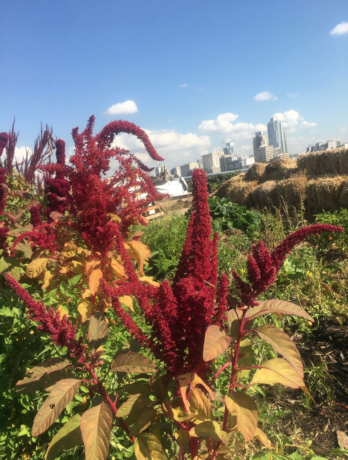 Graines : Amarante joyeuse !