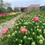 Miniature : champs colorés de tulipes à la ferme florale murs a fleurs a montreuil en avril