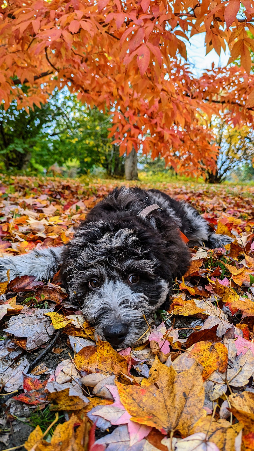 A puppy laying on fall leaves