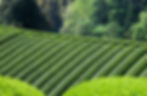茶畑