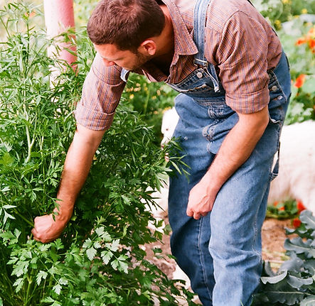 A gardener harvests his herbs.