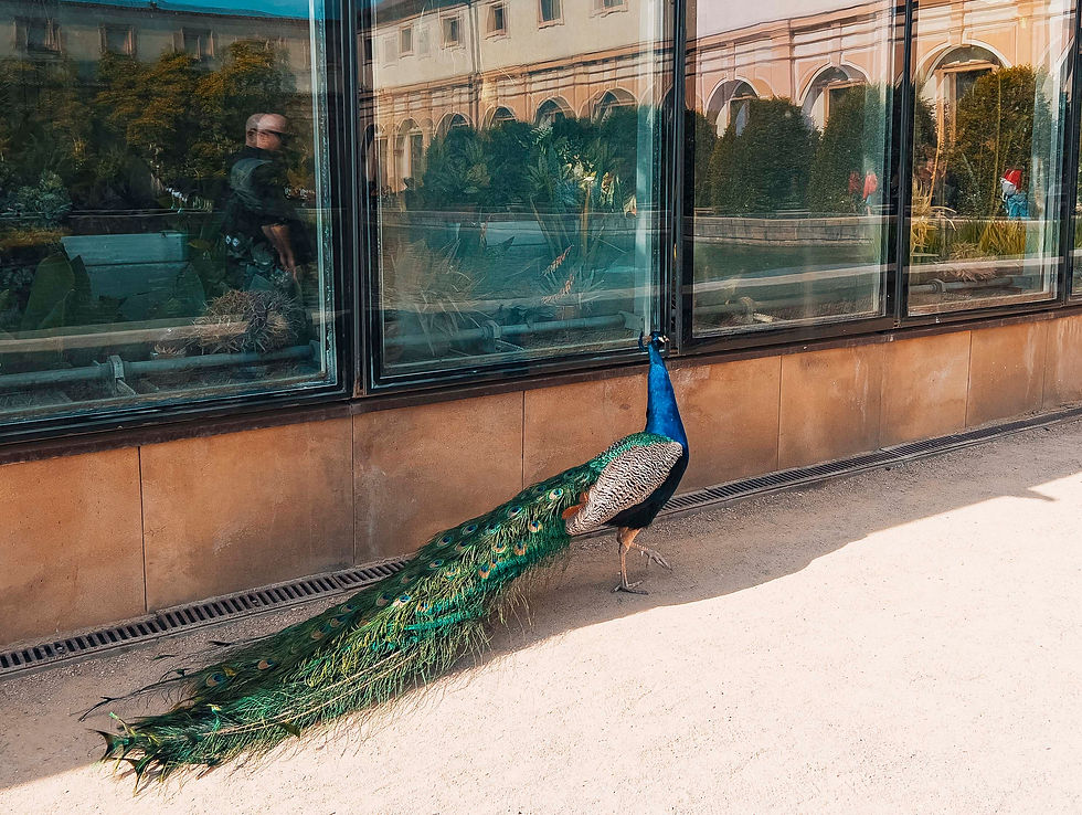 A peacock with vibrant plumage walks beside a large glass window reflecting a garden and buildings under a clear sky.