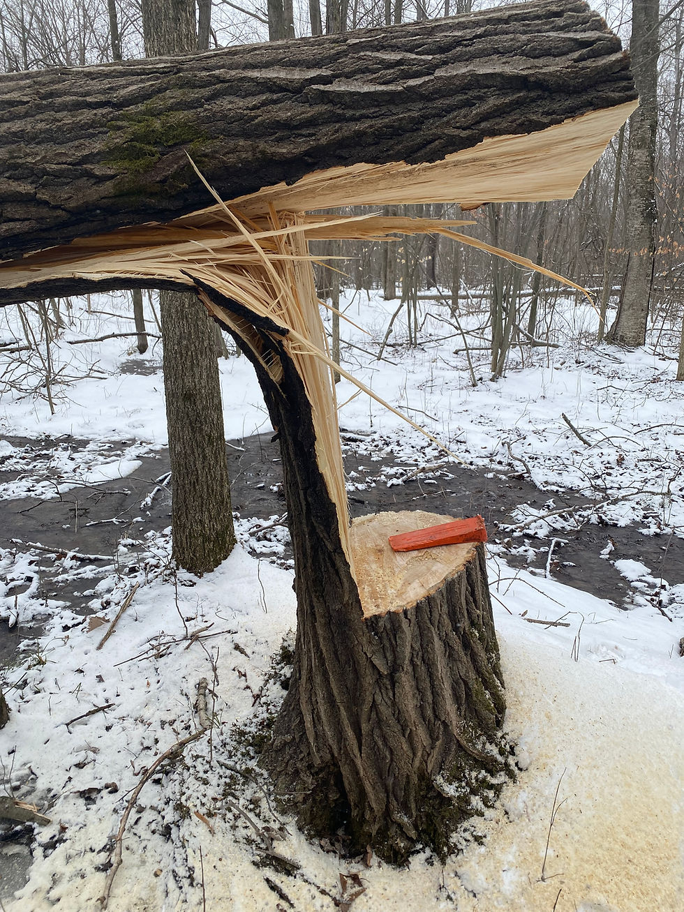 Eye-level view of a partially hinge-cut tree leaning over a forest clearing