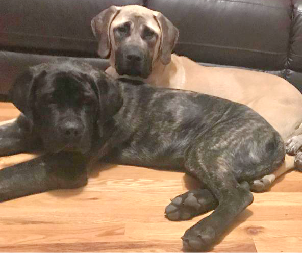 Eye-level view of a Mastiff puppy eating pumpkin mixed with kibble