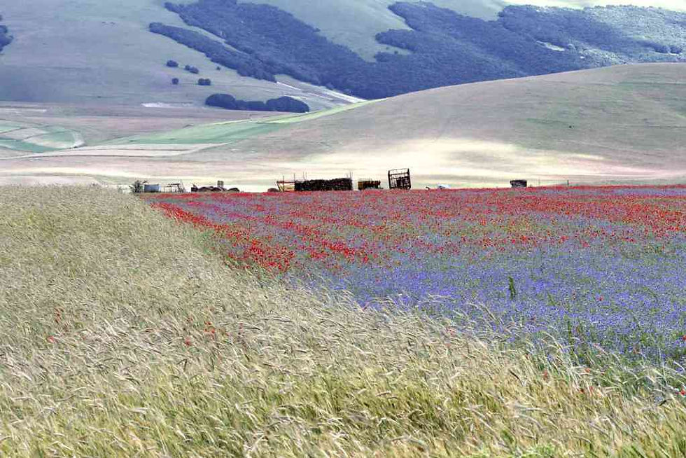 IMG_4738a [1600x1200].jpg