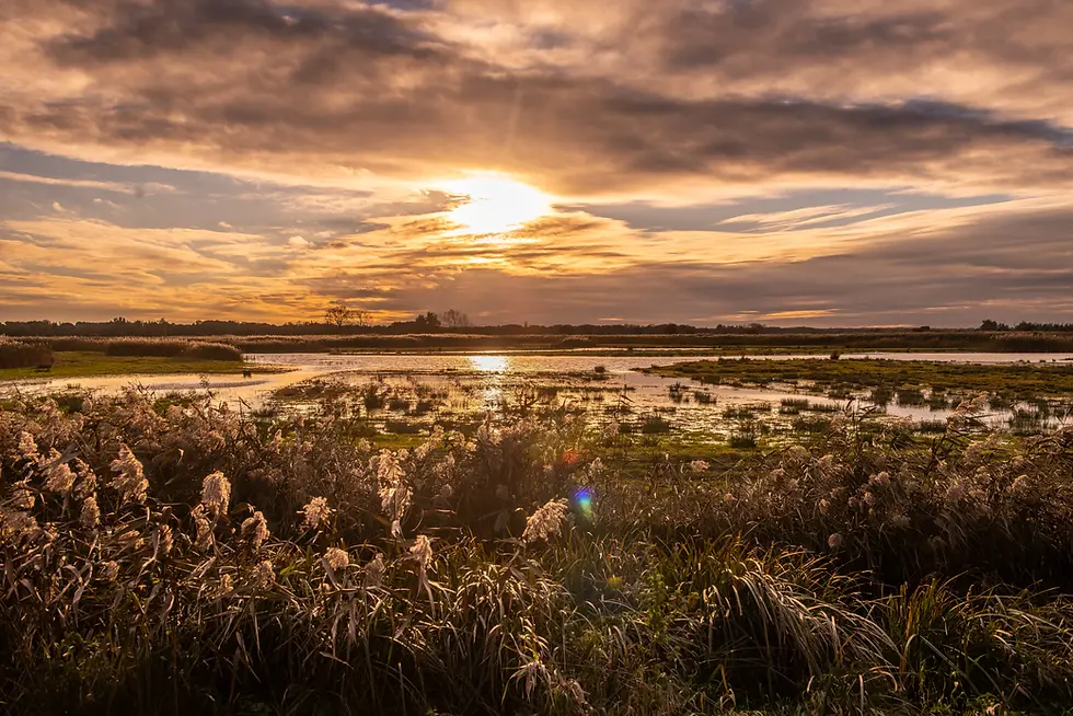 Carlton Marshes_-9.webp