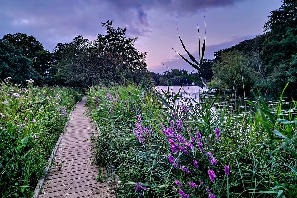 Wooden pathway through lush green and purple wildflowers beside a serene lake. Trees in the background under a purple-hued evening sky.