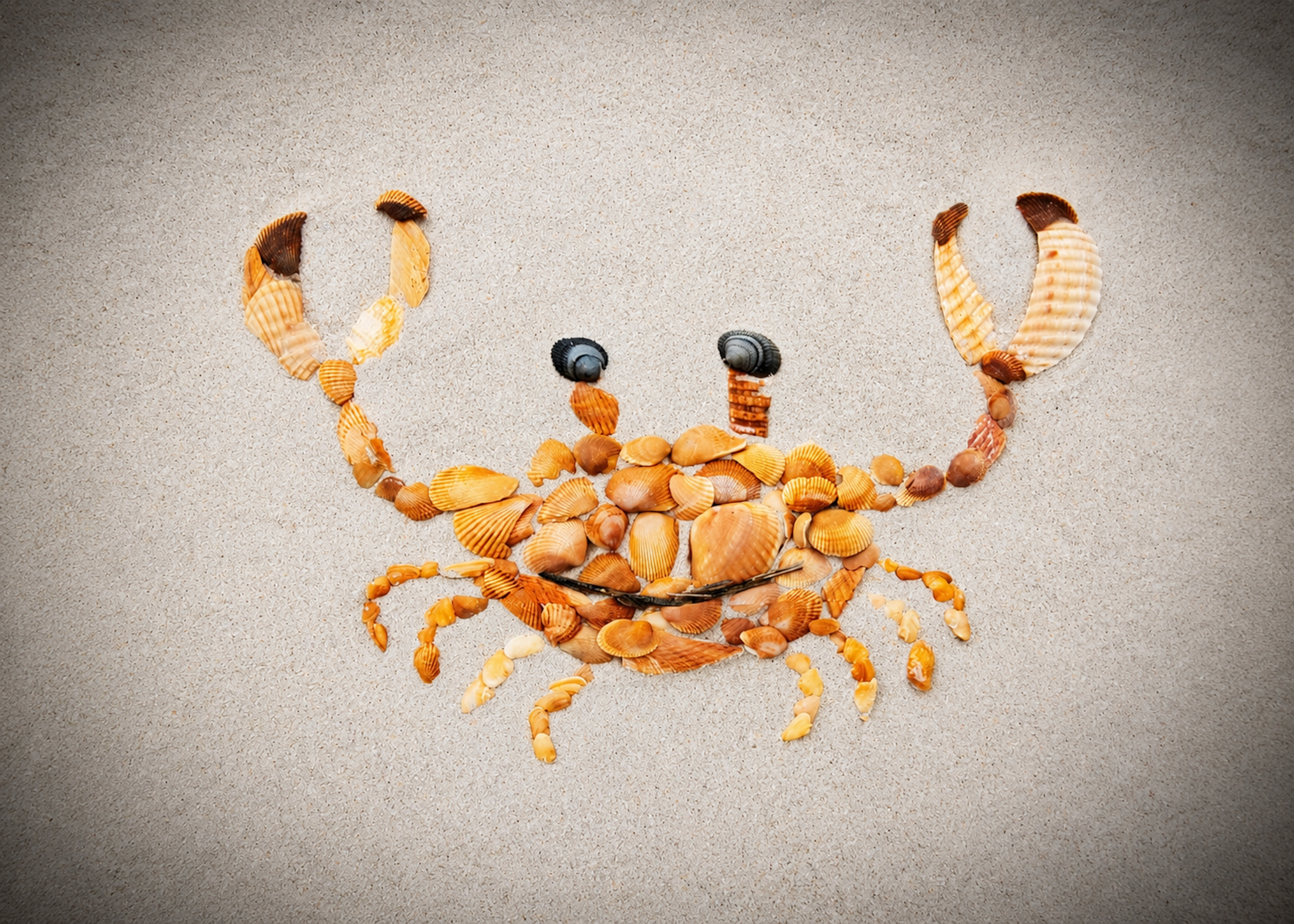 Shell Raiser