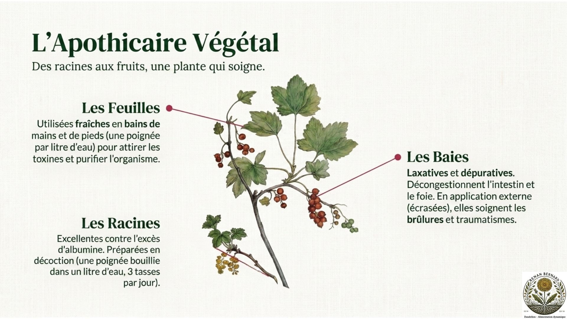 Trois dessins au trait épuré illustrant les étapes de la taille du groseillier sur trois ans, avec des repères rouges indiquant les coupes au-dessus des bourgeons.