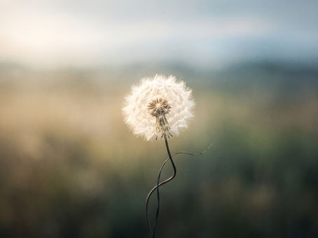 Aigrette de pissenlit baignée par une lumière douce, symbole de l'accompagnement Dandelion par Renan Bernard.