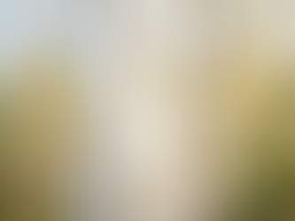 Bouleau : Arbre à Chatons, Symbole de Vitalité Légère