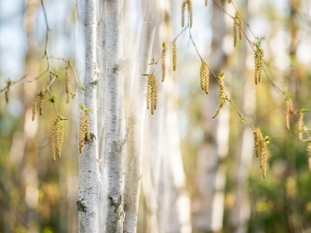 Bouleau : Arbre à Chatons, Symbole de Vitalité Légère