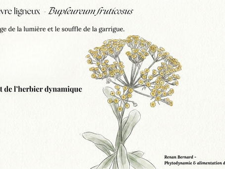 Diapositive de titre présentant le Buplèvre ligneux avec le nom de Renan Bernard et la mention Phytodynamie et alimentation dynamique.