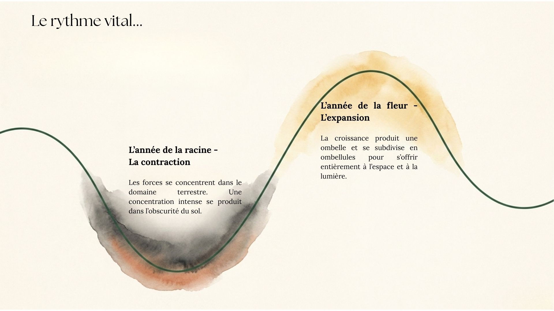Diagramme montrant l'alternance entre l'année de la racine où l'énergie se concentre dans le sol et 
