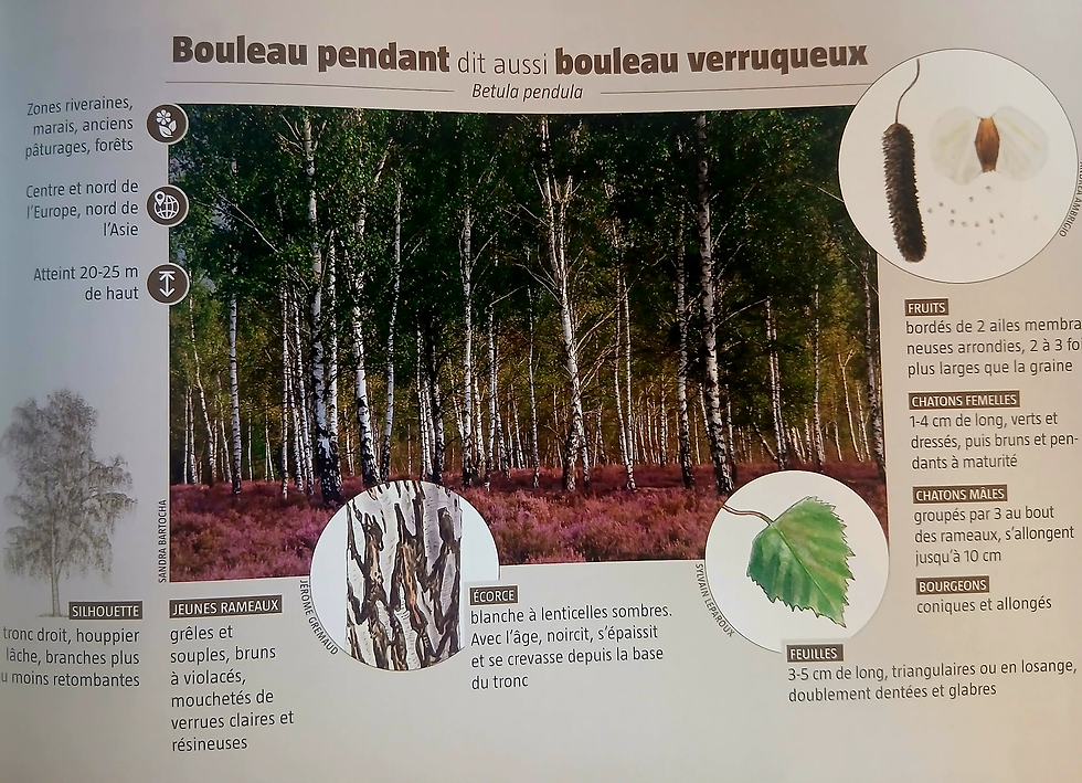 Extrait de la revue Salamandre, N°292