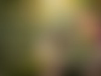 L'Alchimie Sauvage : célébration du printemps avec une salade de fleurs comestibles et pain au levain dans un décor de sous-bois enchanté.