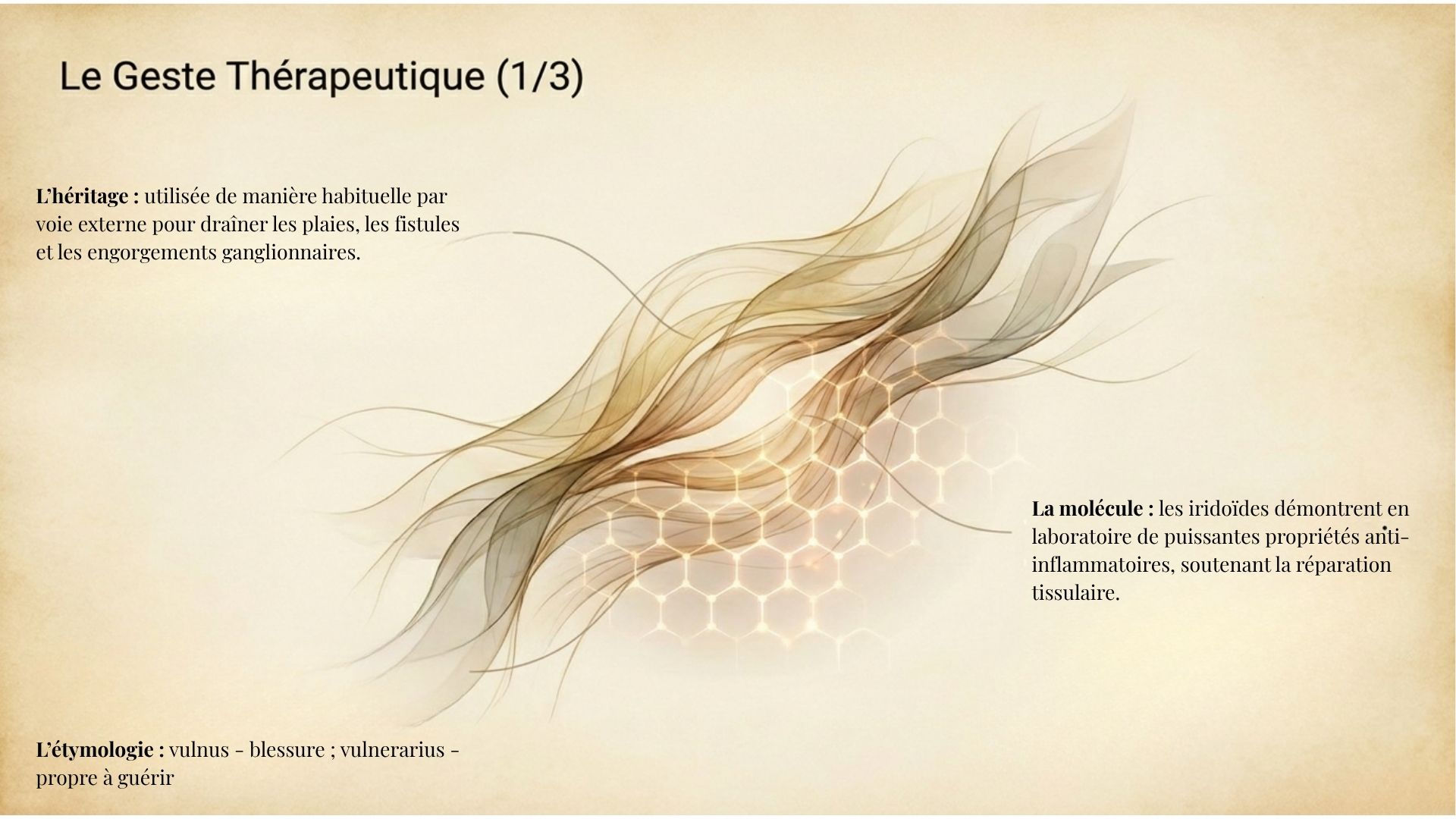 Fiche descriptive détaillant l'action sédative de l'épiaire sur l'anxiété et ses propriétés antispasmodiques en infusion ou teinture-mère.  