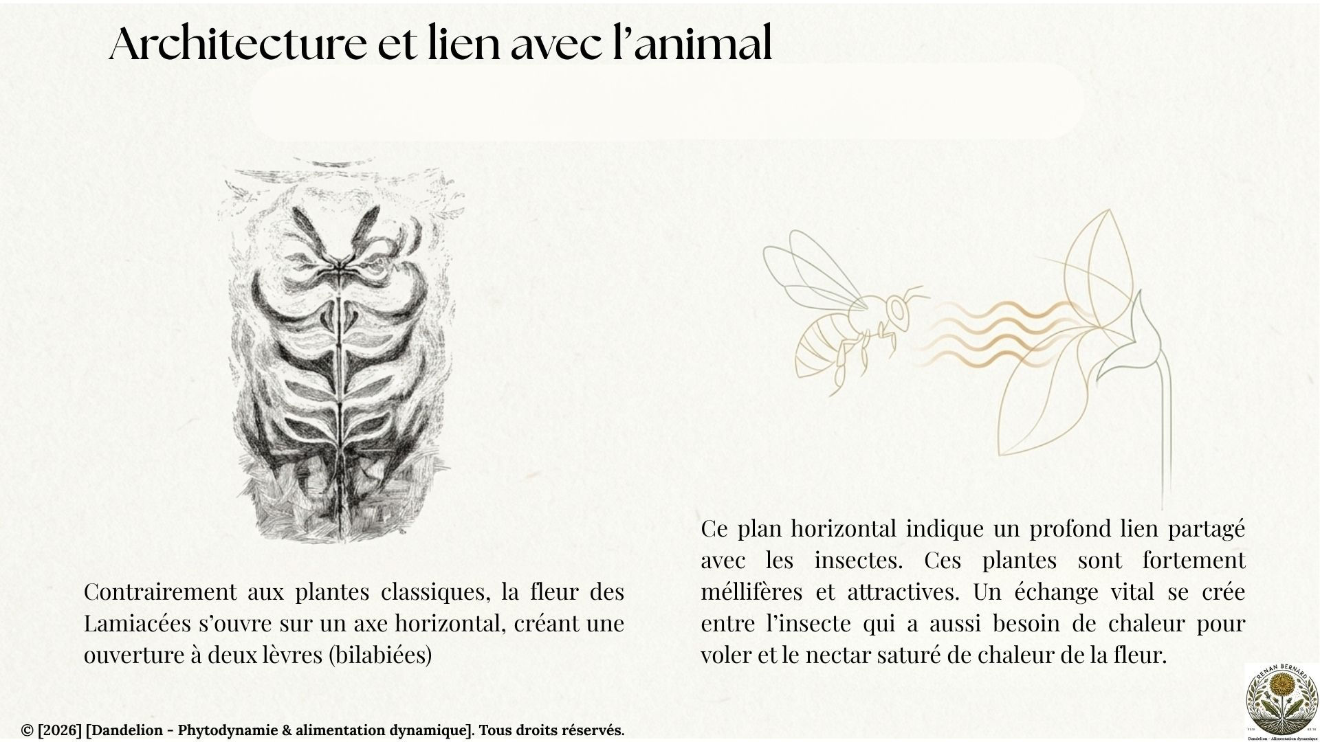 Diapositive "Architecture et lien avec l'animal" décrivant l'ouverture horizontale à deux lèvres de la fleur et son lien symbiotique d'échange de chaleur avec les insectes butineurs.
