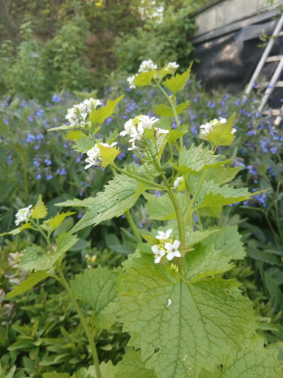 Photographie en gros plan de l'alliaire officinale (Alliaria petiolata) en fleurs dans un sous-bois. On distingue les petites fleurs blanches à quatre pétales en croix et les feuilles dentées en forme de cœur, caractéristiques pour la préparation du pesto sauvage d'alliaire.