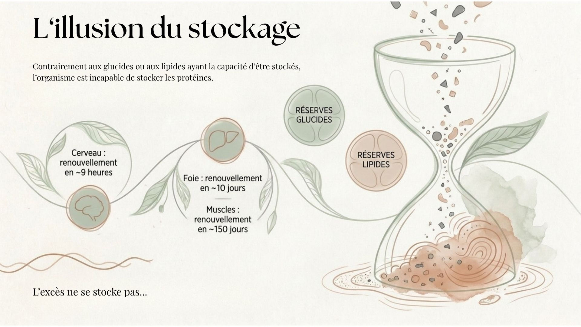 Diapositive "L'illusion du stockage" démontrant que l'organisme est incapable de stocker les protéines en excès, contrairement aux glucides et lipides, et précisant les durées de renouvellement pour le cerveau, le foie et les muscles.