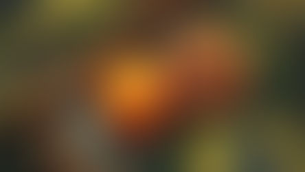 La Noix de Muscade — Myristica fragrans