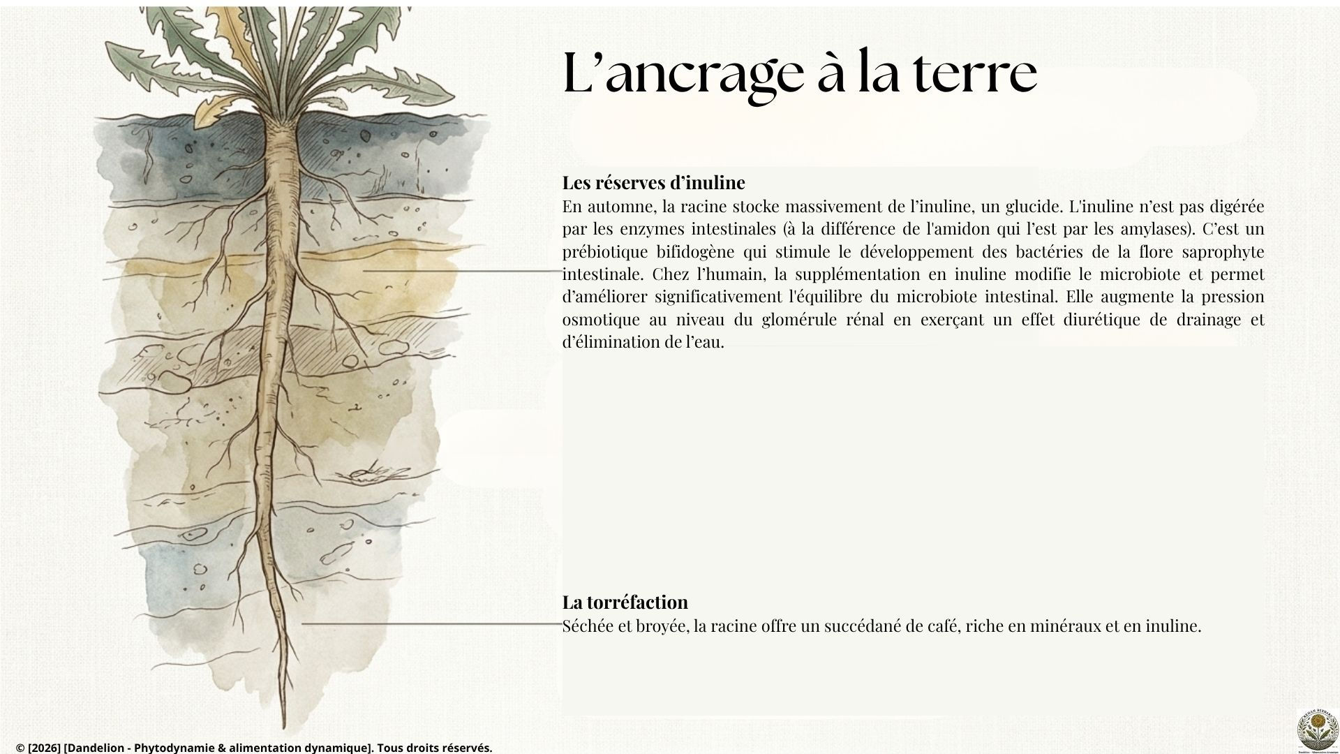 Schéma de la racine de pissenlit, ses réserves en inuline prébiotique pour le microbiote et son usage en café torréfié.