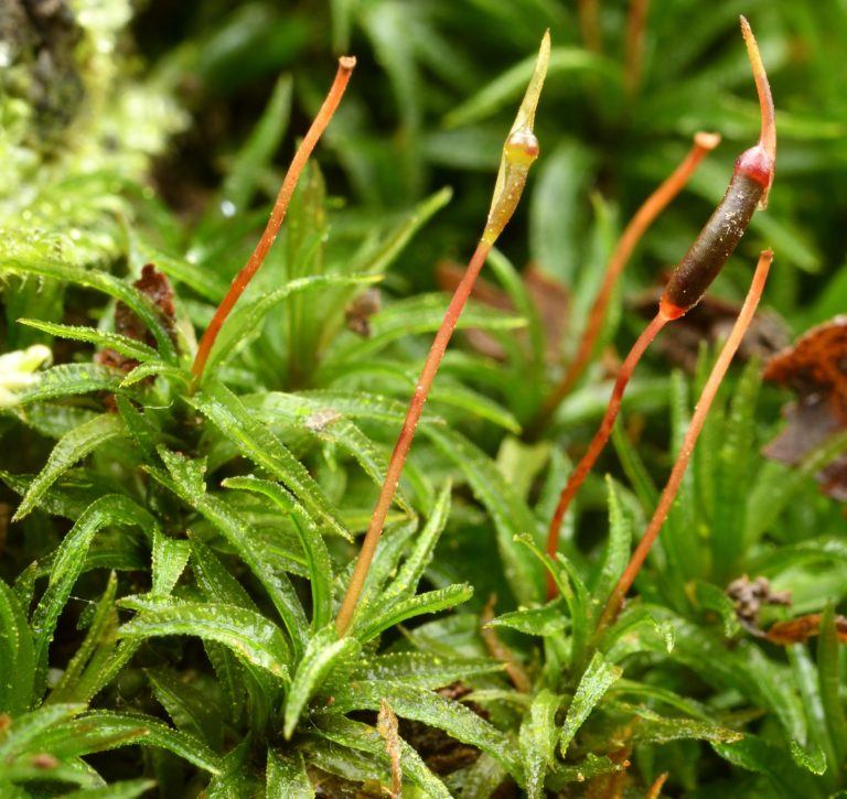 Bryophytes - Biologie végétale