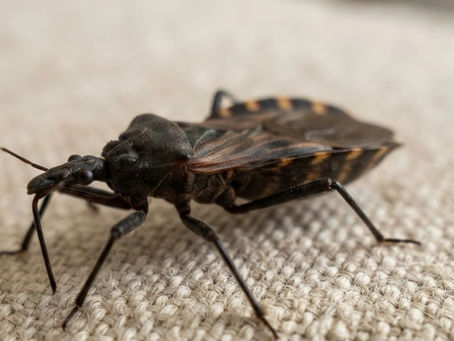 Kissing Bug Endemic in California