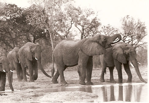 ES Gounda Herd at MHA 0047 (1).jpeg
