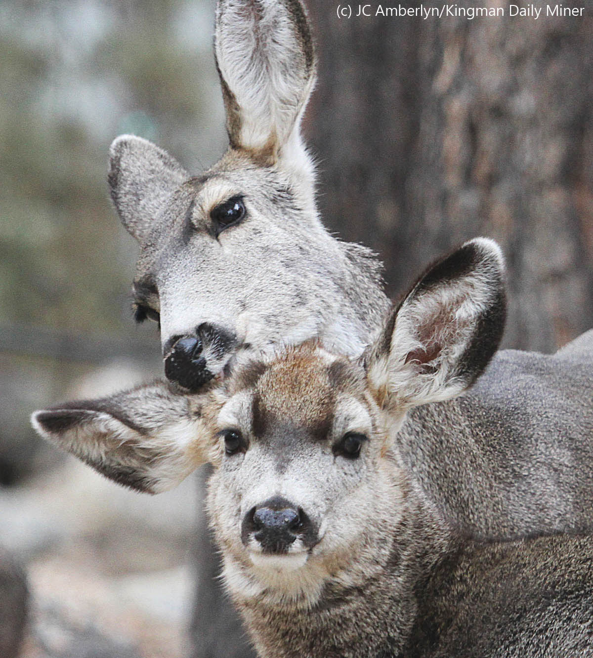 Mule Deer Doe Grooms Fawn
